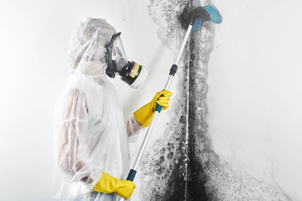 Environmental Consulting for Mold Prevention in Collinsville, MS