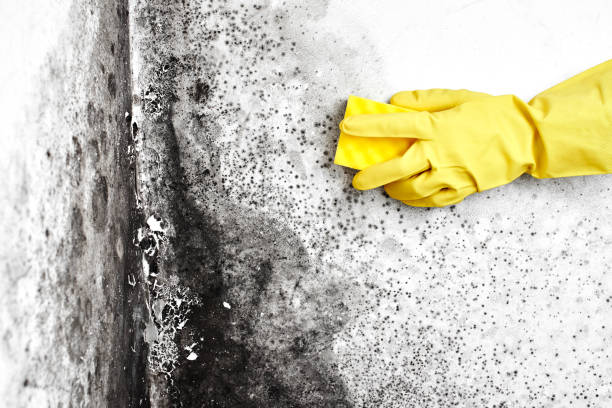 Best Industrial Mold Remediation  in Collinsville, MS