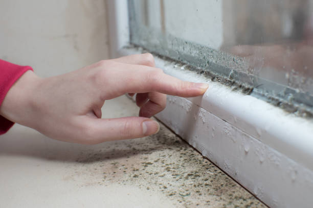 Best HVAC Mold Inspection and Cleaning  in Collinsville, MS
